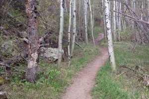 hill climb with aspen trees