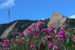 boulder flatirons with flowers