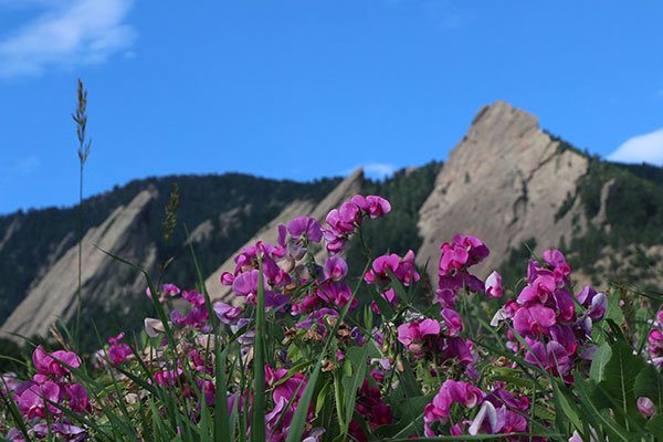 boulder flatirons with flowers